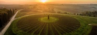 Le vigne Avignonesi